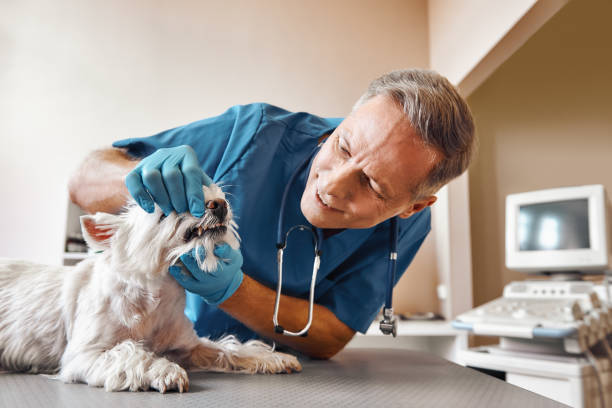 Best Emergency Dental Care for Broken or Chipped Teeth in West Sayville, NY